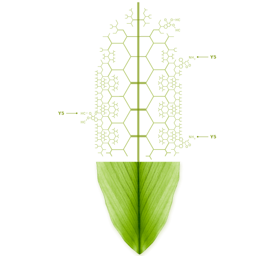 turmeric_leaf