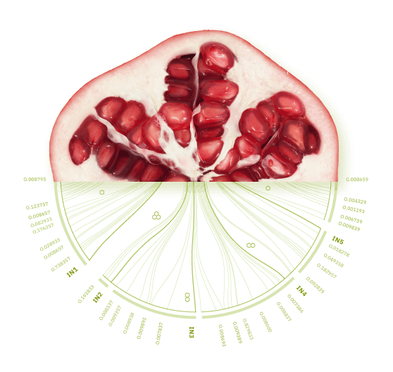 Pomegranate